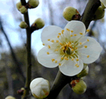 ume